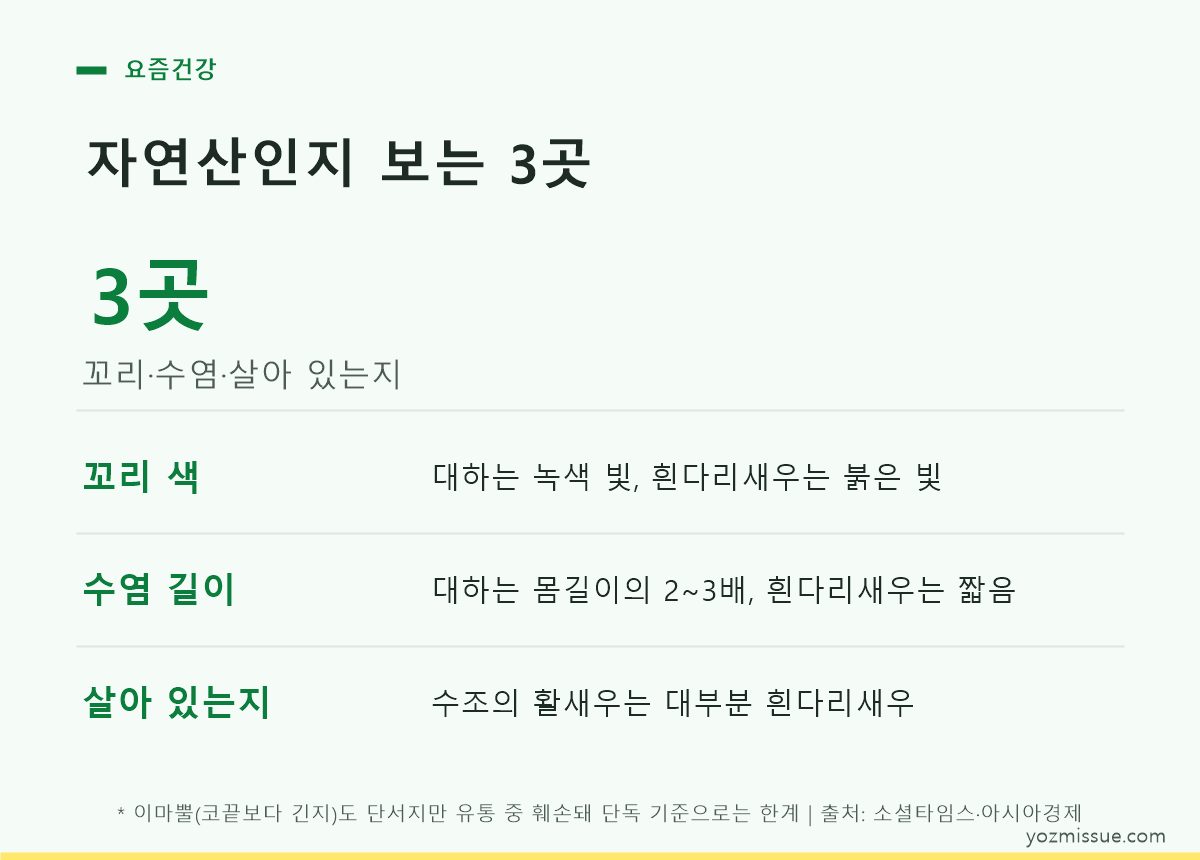 자연산 대하 구별 3곳 — 꼬리 색·수염 길이·살아 있는지