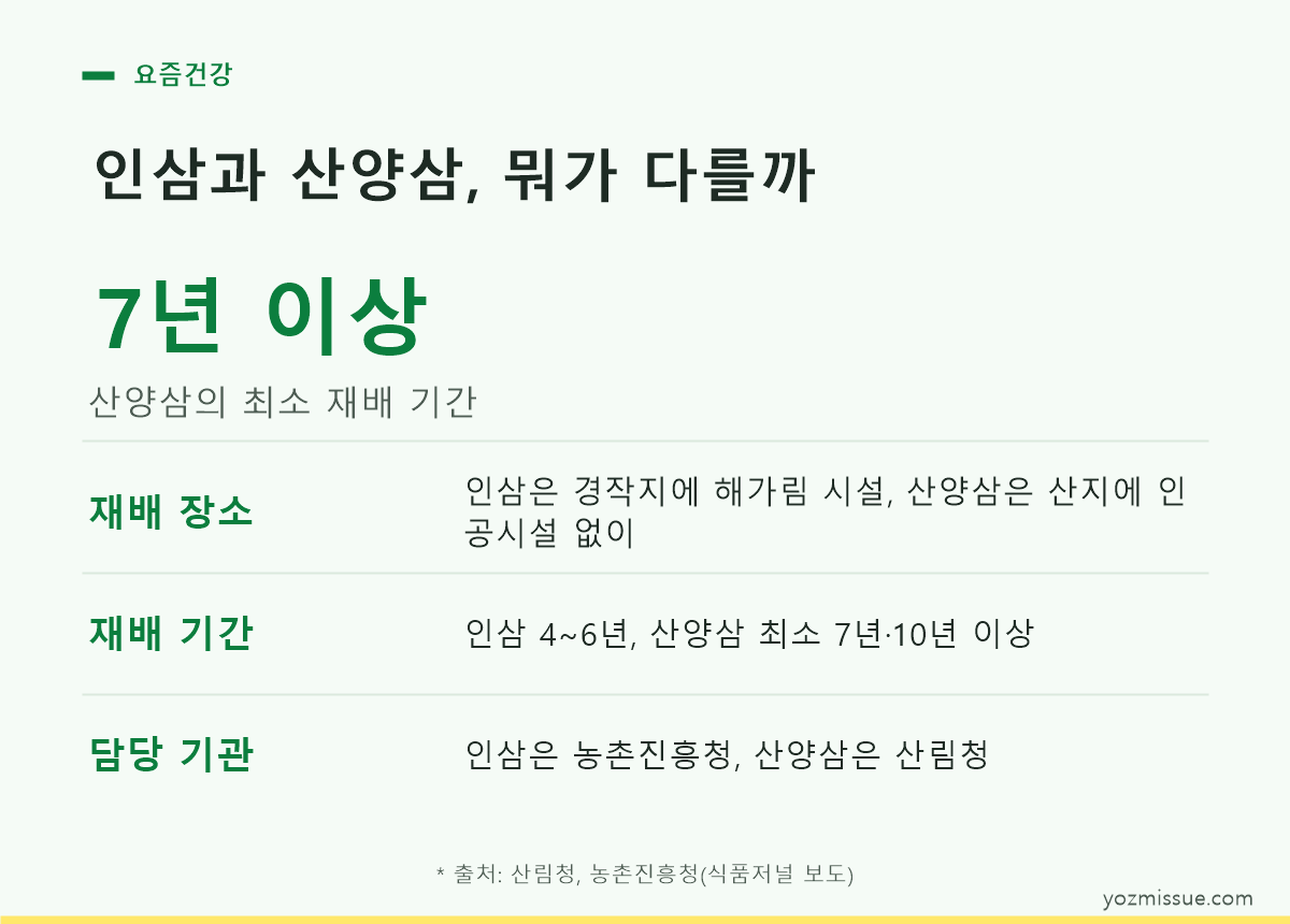 인삼과 산양삼의 재배 장소·재배 기간·담당 기관 차이를 비교한 카드