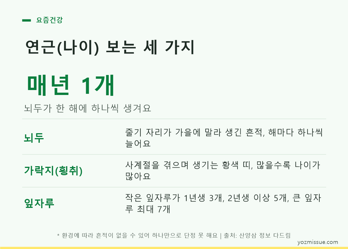 뇌두·가락지·잎자루로 산양삼 연근을 확인하는 방법을 정리한 카드
